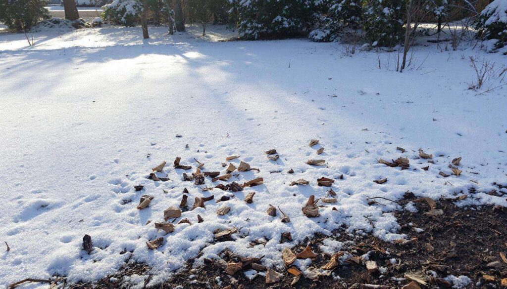 Warum Holzasche im Garten die Wurzeln im Winter vor Frost schützt