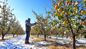 Im Januar werden Apfel- und Birnbäume geschnitten