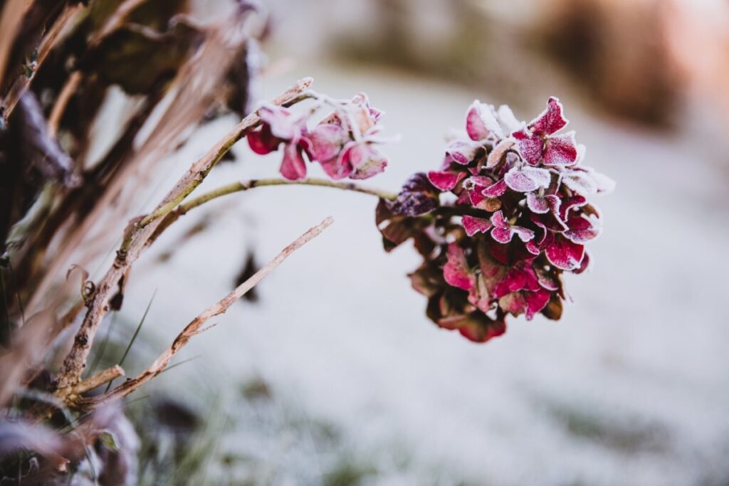 Hortensien, Haselnuss, Flieder: Diese Pflanzen können Sie im Winter zurückschneiden und ihnen neues Leben schenken