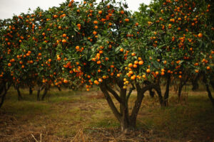 Kostenlose Obstbäume sorgen trotz Regen für großen Ansturm bei der Verteilung