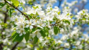 5 Gründe, warum die Felsenbirne jeden Garten bereichert