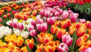Frische Tulpen erkennen: Der Geheimtrick vom Gartencenter-Chef