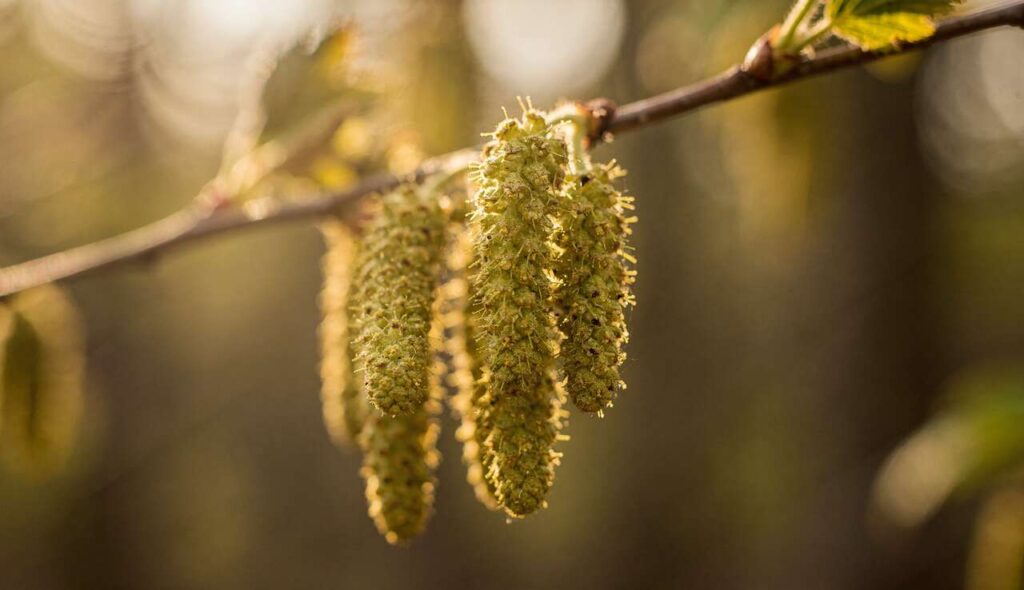 Darf man Haselkätzchen im Februar wirklich sammeln oder schadet man den Bienen?
