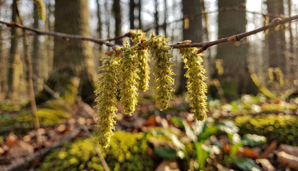 Die Haselkätzchen jetzt im Februar nutzen: Eine kaum bekannte Delikatesse aus dem Wald