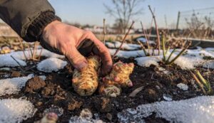 Topinambur jetzt im Februar pflanzen: Einmal im Garten unendlich ausgraben